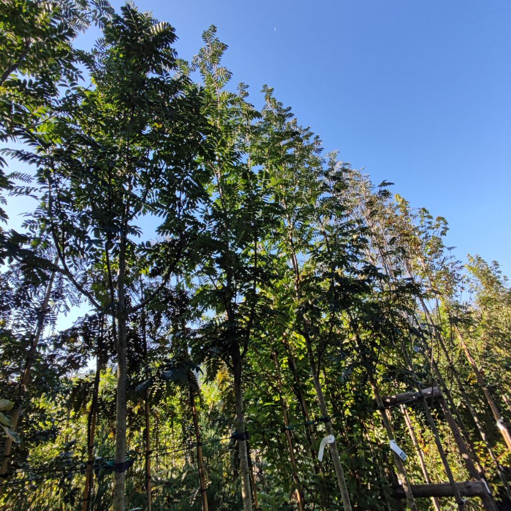 Sorbus Sunshine-www.zahradnictvi-aronie.cz